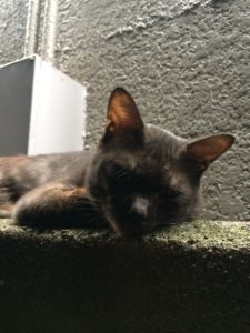 ブロック塀の上で寝ている猫の写真