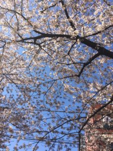 桜の花の咲く公園（江東区）の写真