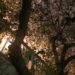 亀戸の歩道橋から見た夜桜の写真